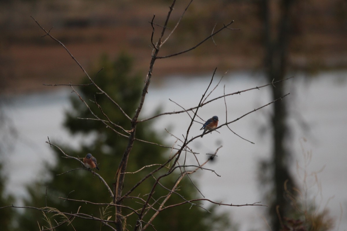 Eastern Bluebird - ML643306625