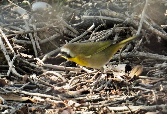 Common Yellowthroat - ML643306631