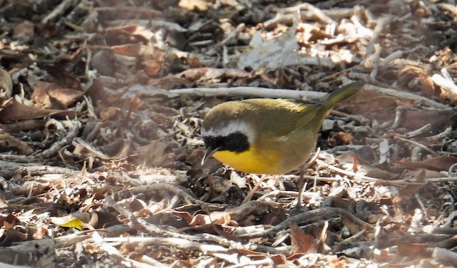 Common Yellowthroat - ML643306632
