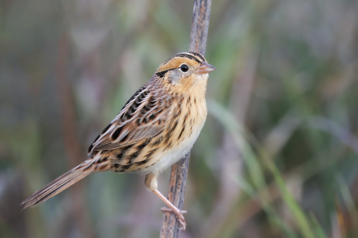 LeConte's Sparrow - ML643306673