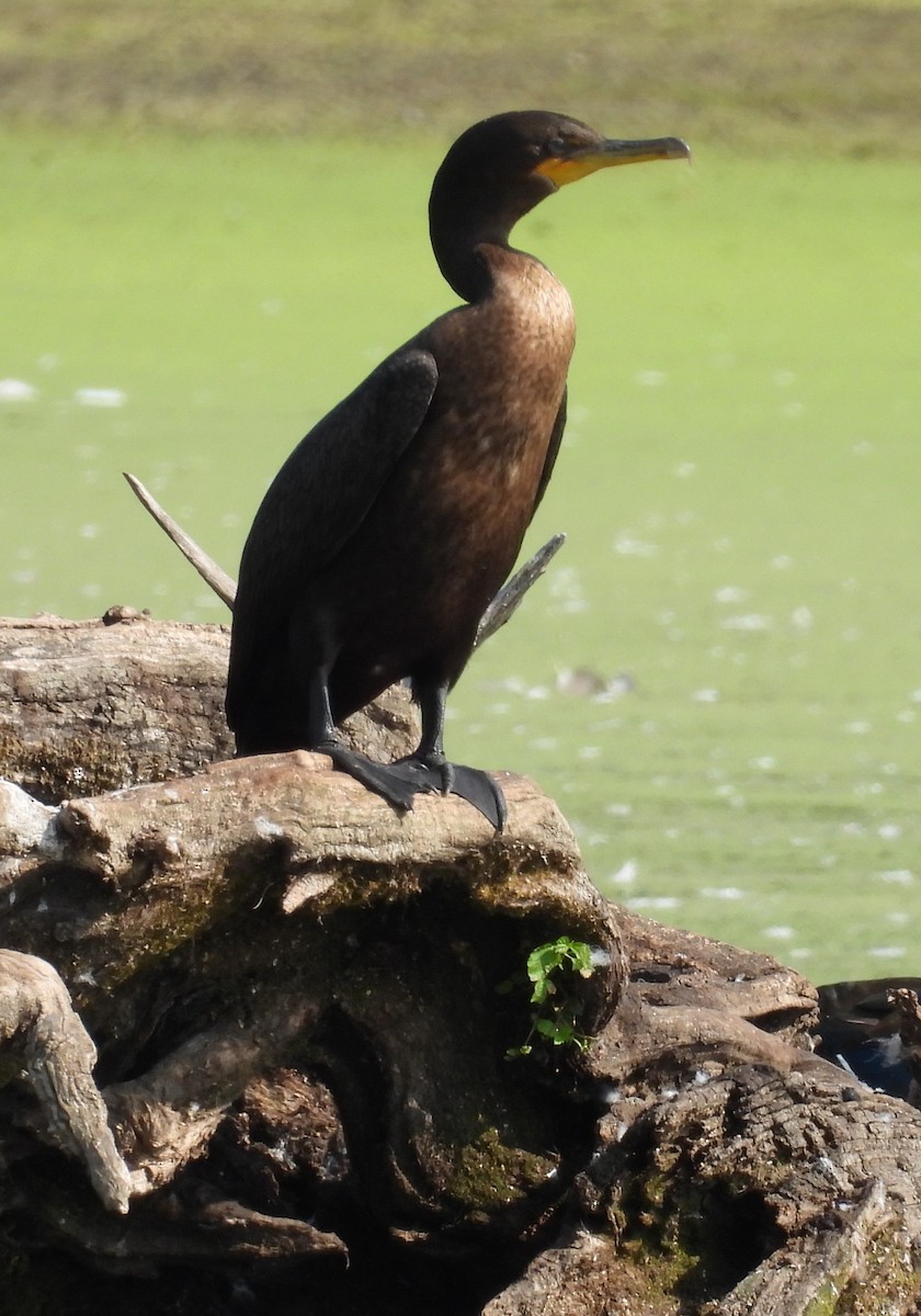 Double-crested Cormorant - ML643306684