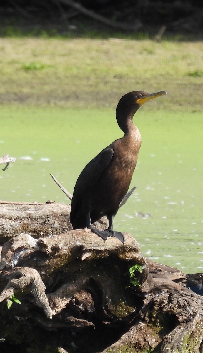 Double-crested Cormorant - ML643306685