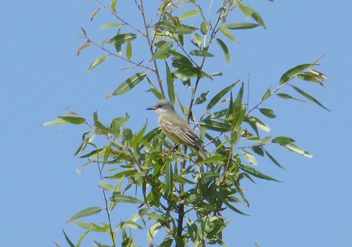 Tropical Kingbird - ML643306689