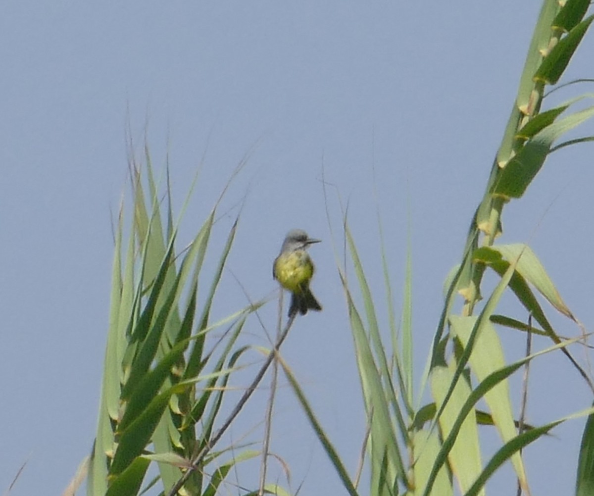 Tropical Kingbird - ML643306690