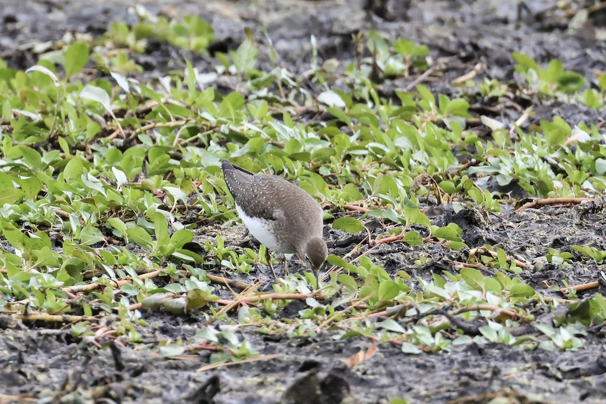 eremittsnipe - ML643306710