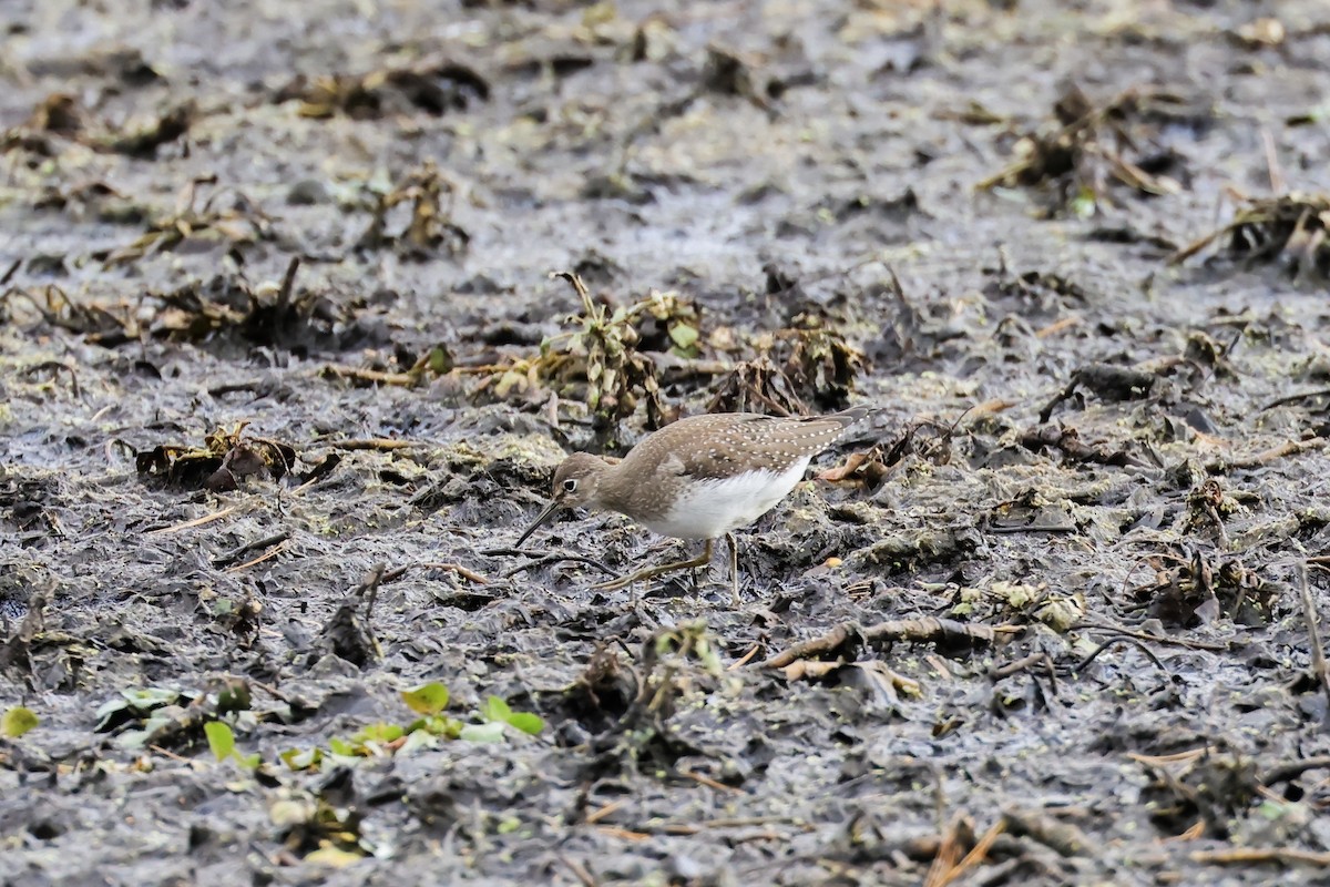 eremittsnipe - ML643306711