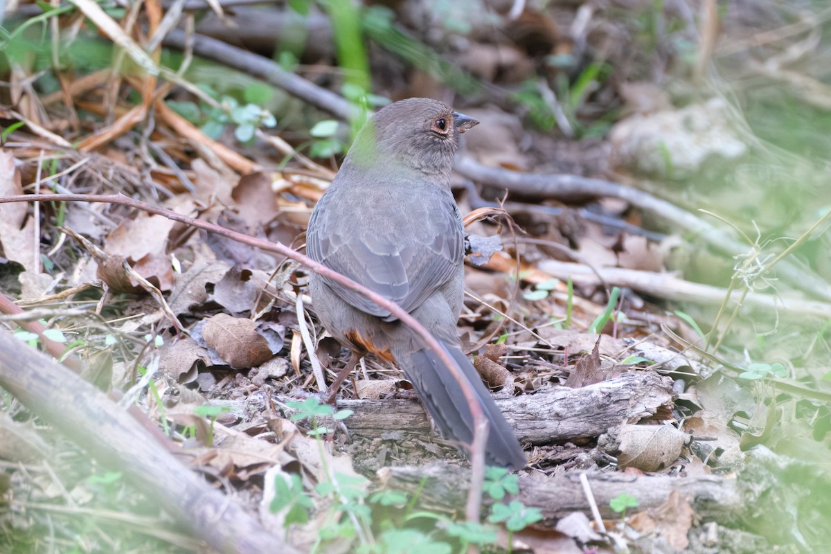 California Towhee - ML643306733