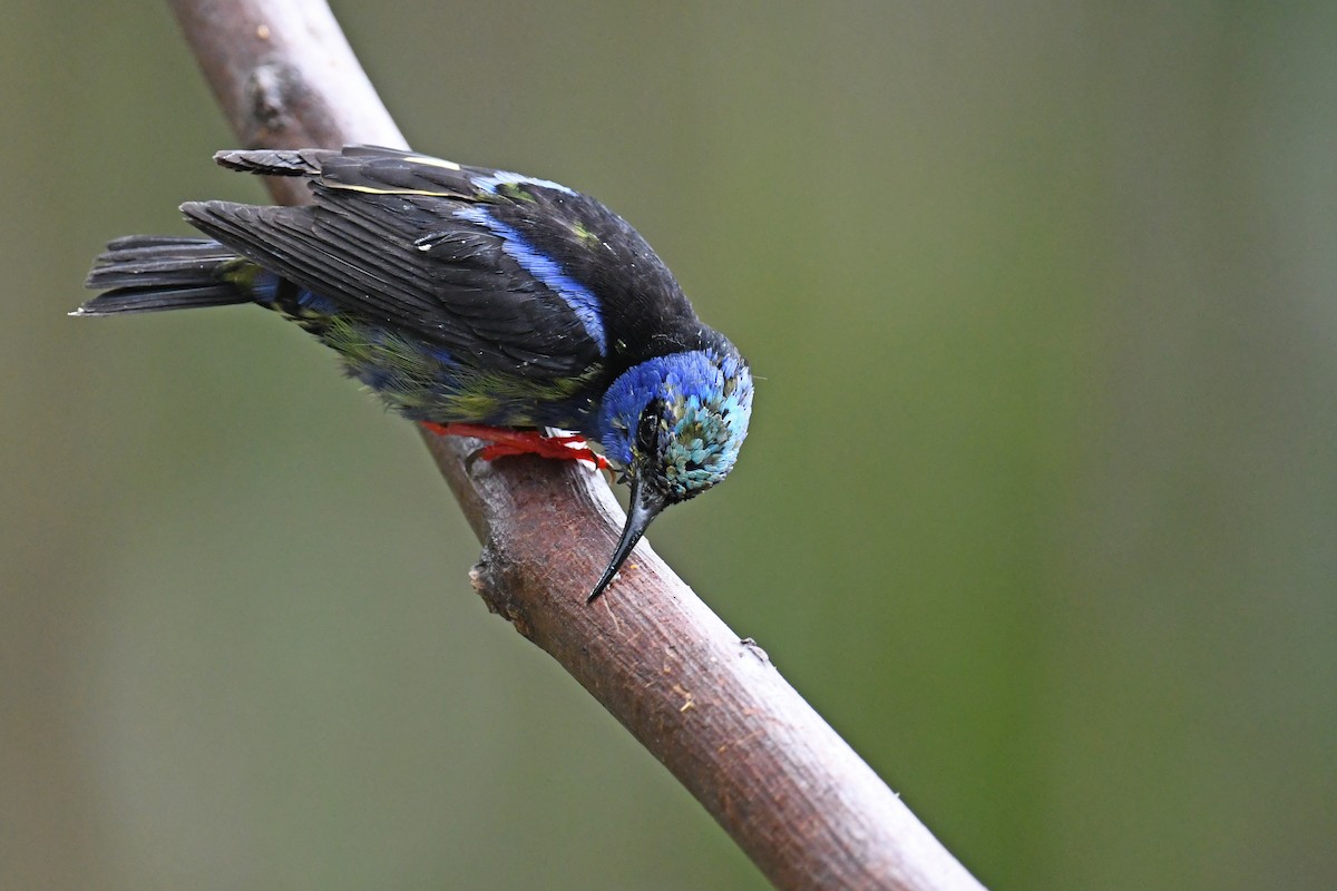 Red-legged Honeycreeper - ML643306786