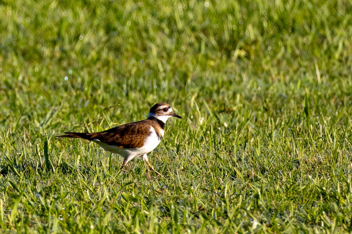 Killdeer - ML643306793