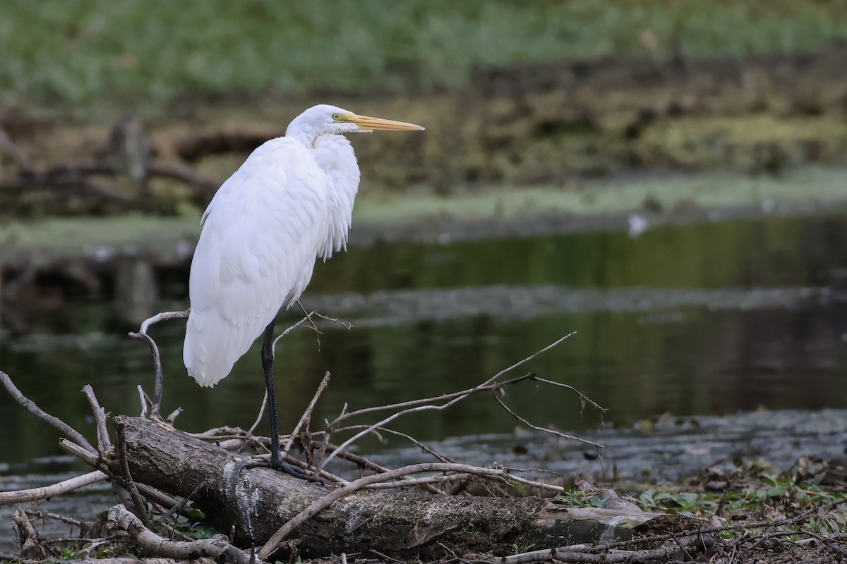 egretthegre - ML643306807