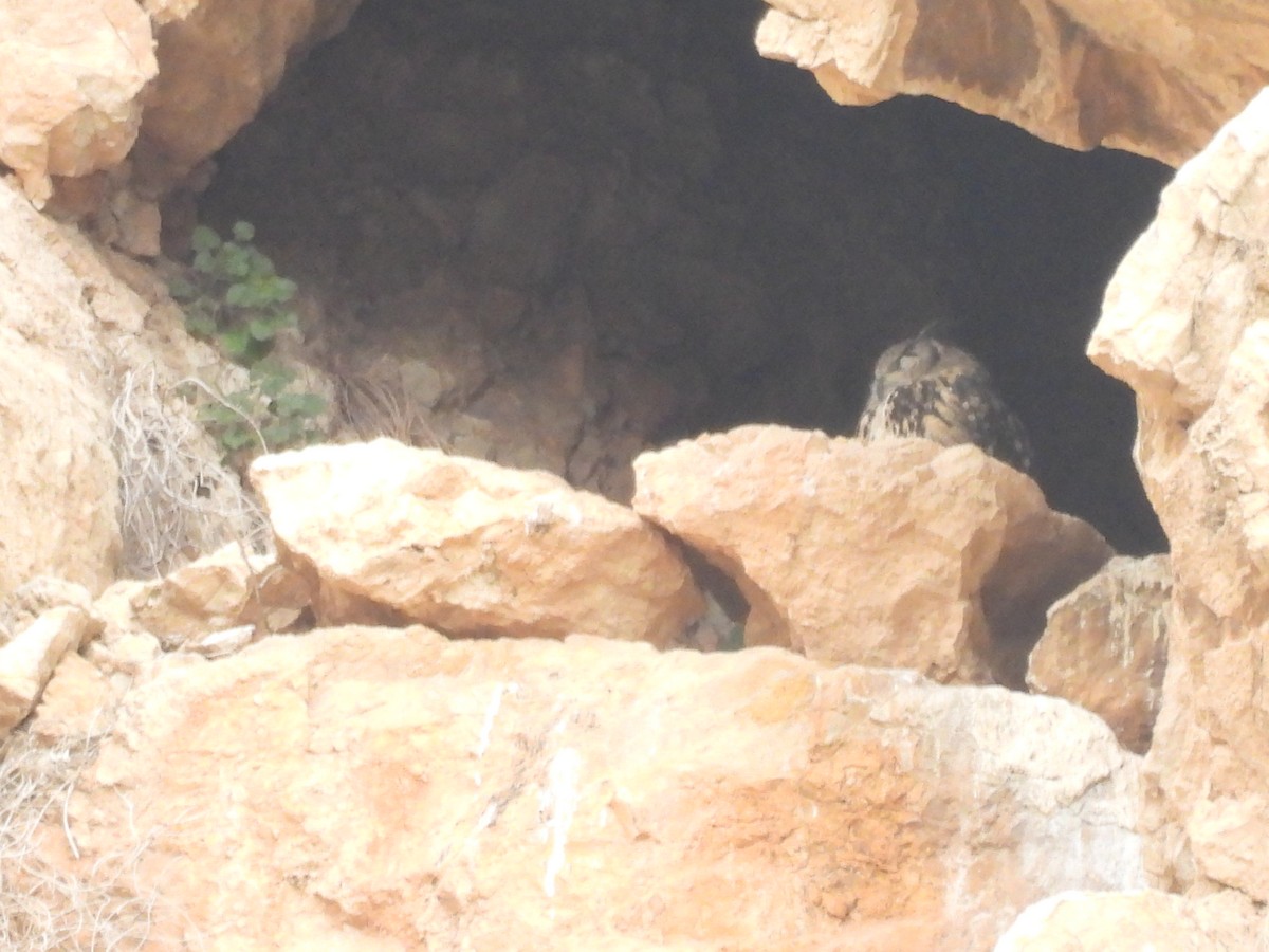 Eurasian Eagle-Owl - ML643306853