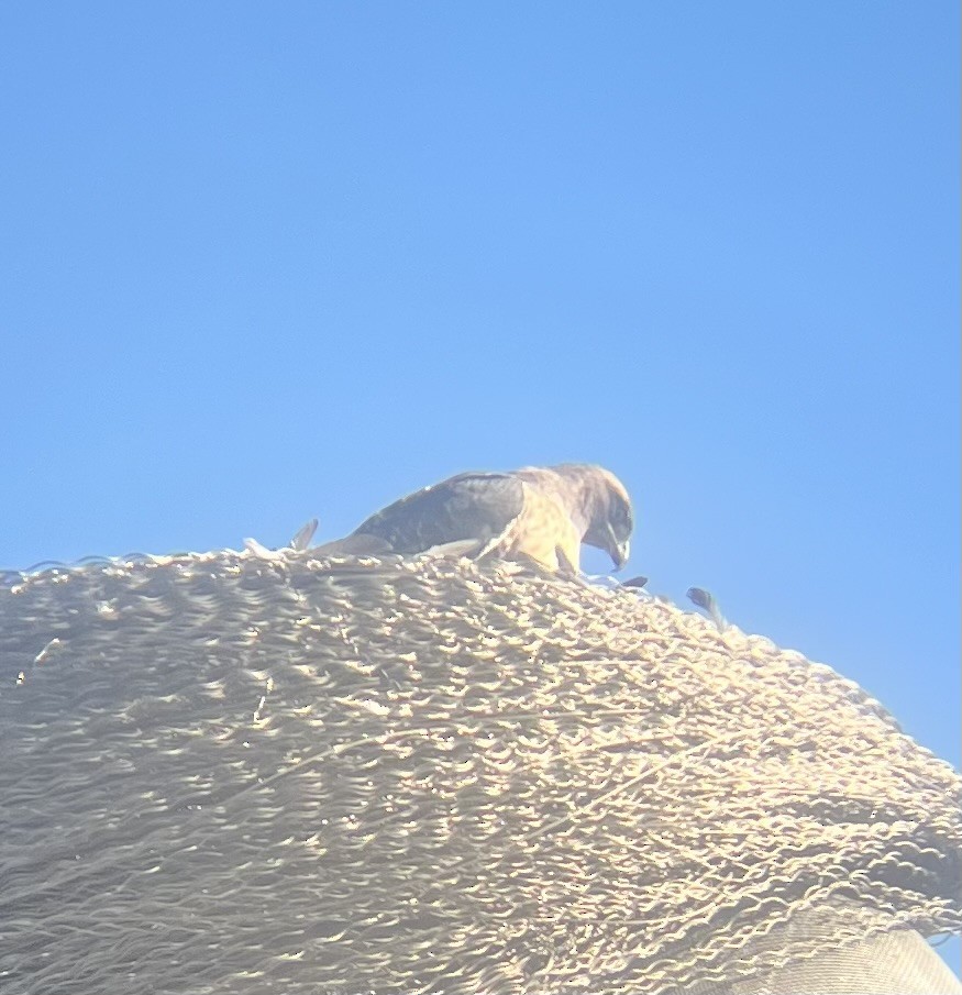 Red-tailed Hawk - ML643306882