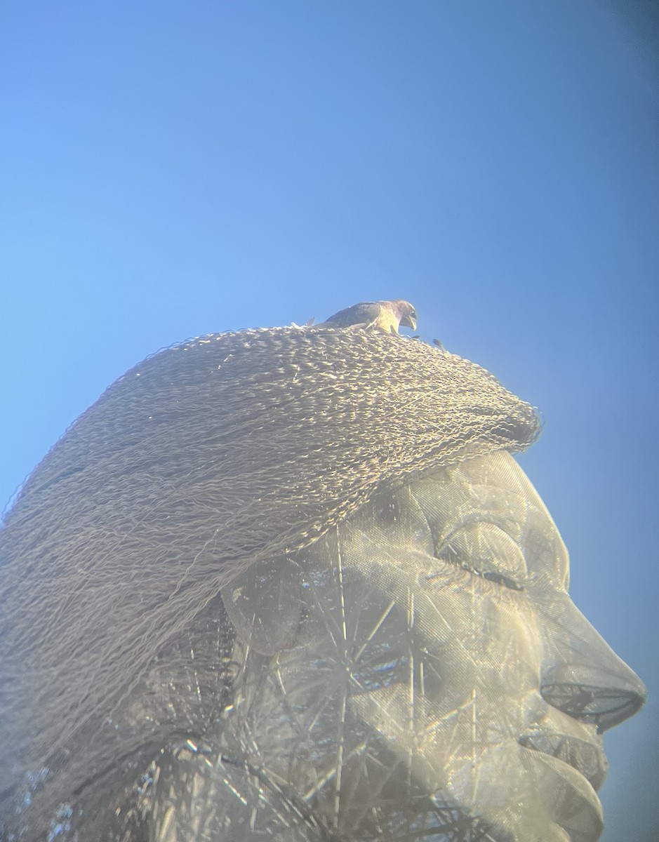 Red-tailed Hawk - ML643306883