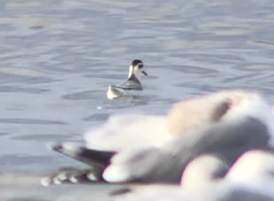 ハイイロヒレアシシギ - ML643306891