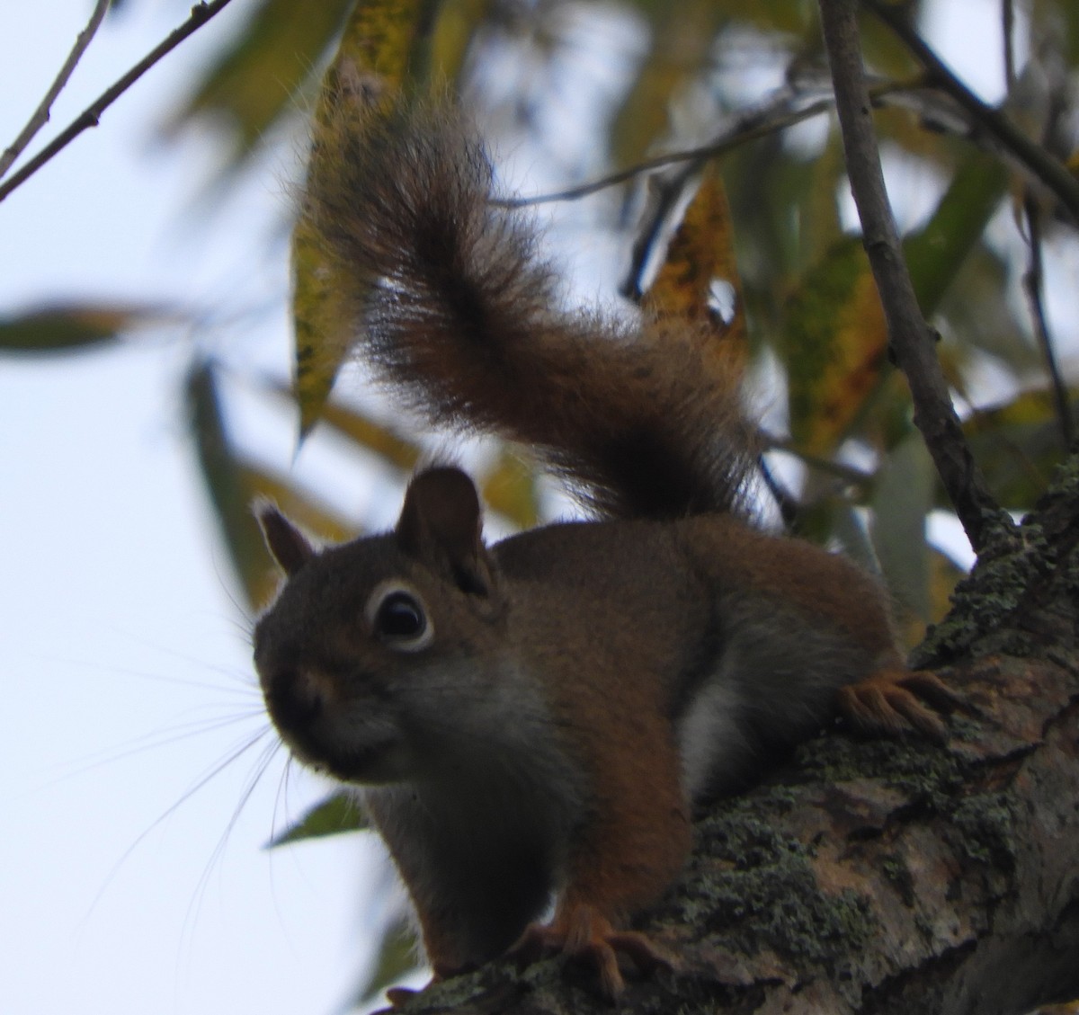 American Red Squirrel - ML643306892