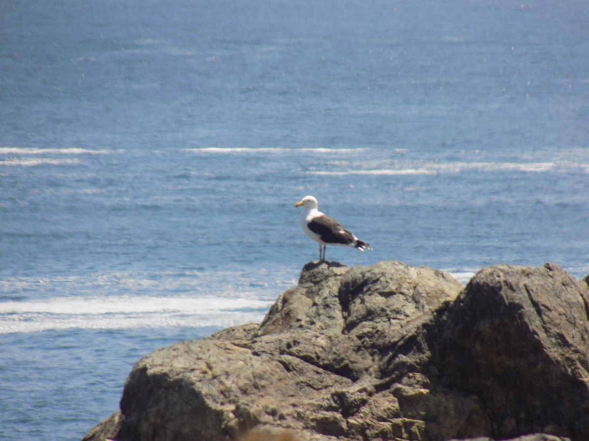 Kelp Gull - ML643306906