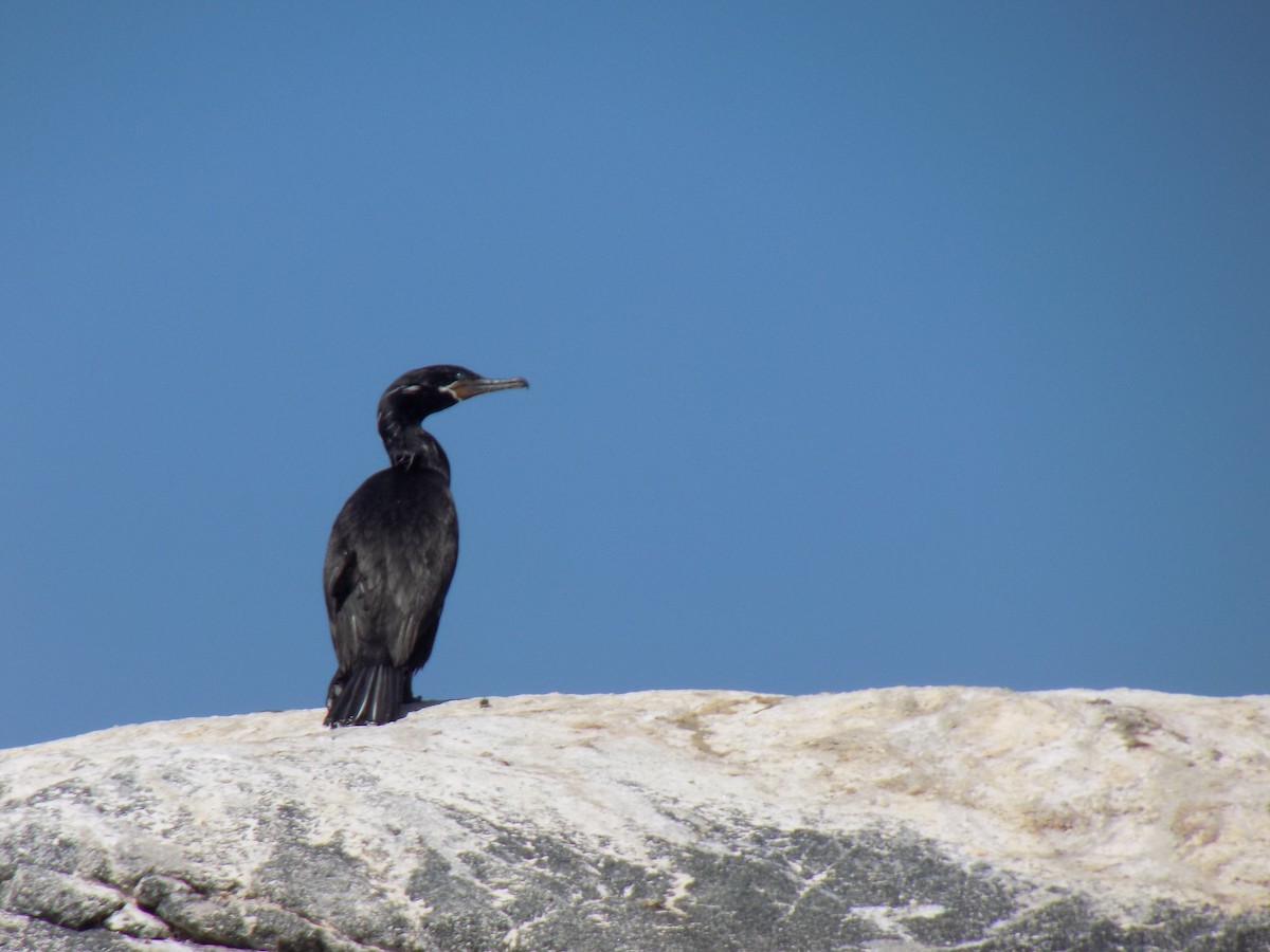 Neotropic Cormorant - ML643306918