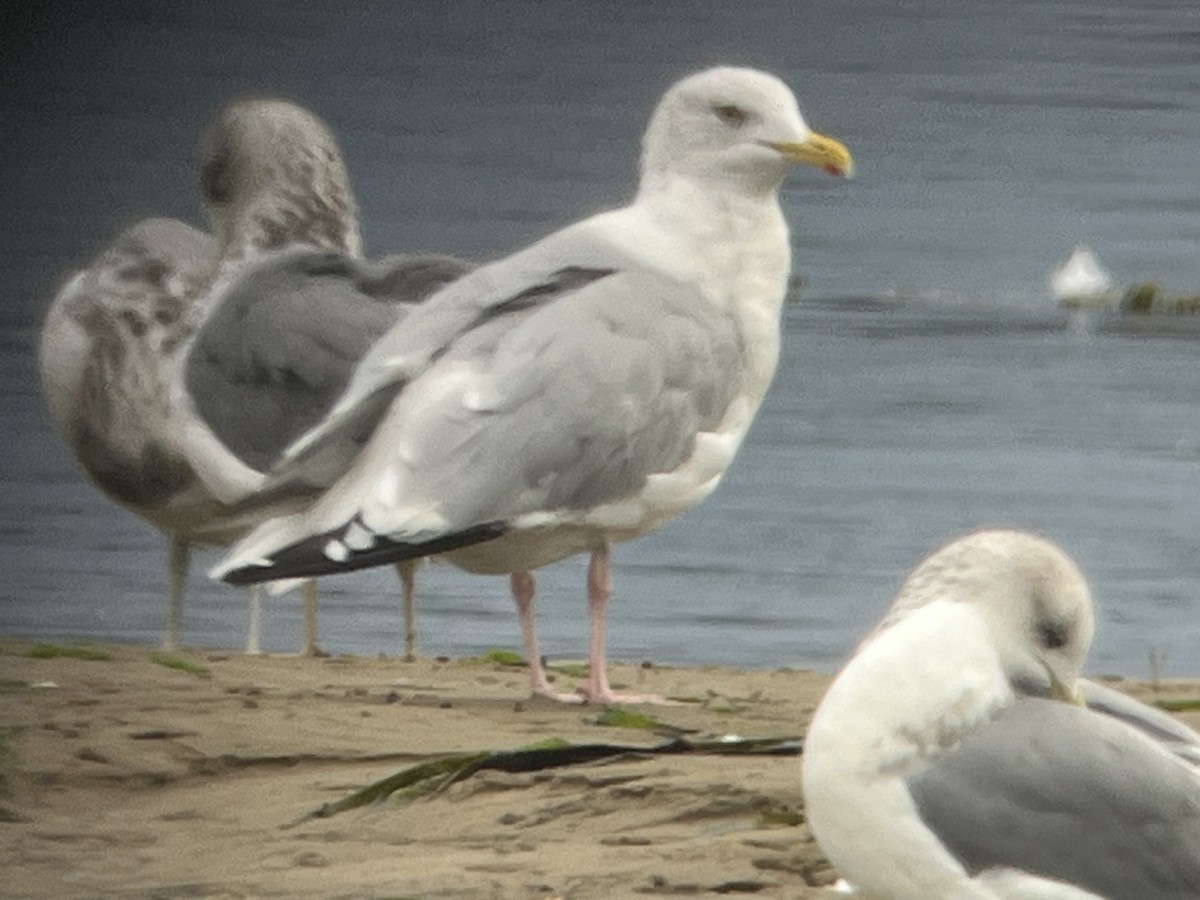American Herring Gull - ML643306932