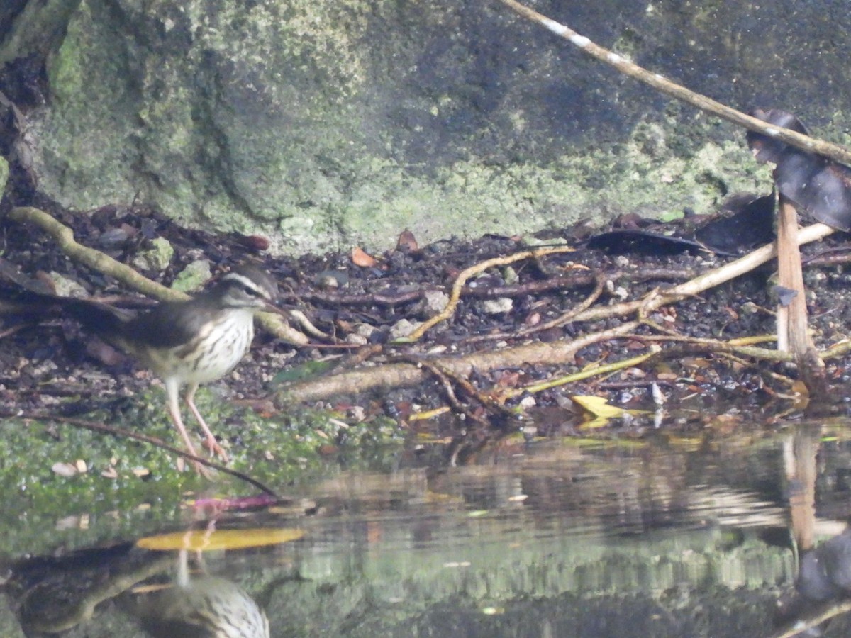 Louisiana Waterthrush - ML643306934