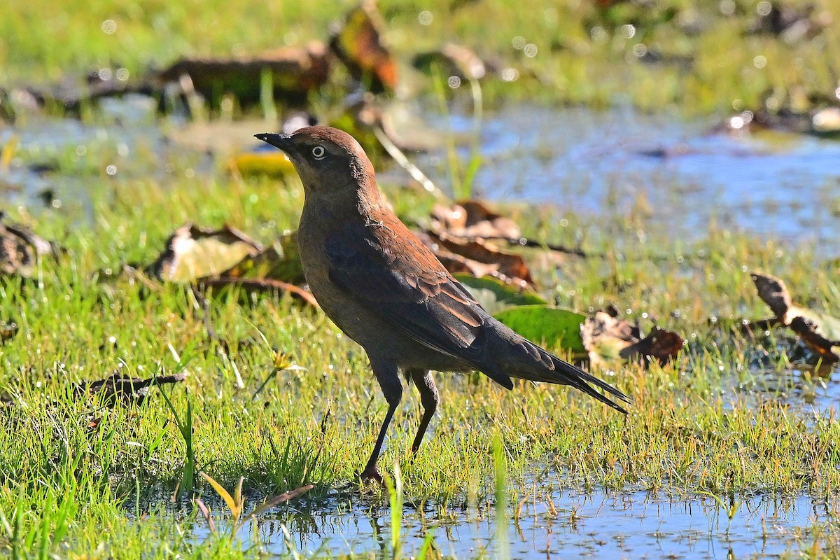 Rusty Blackbird - ML643306935