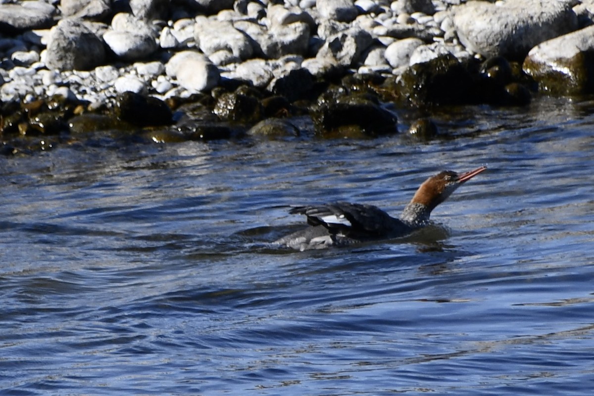 Хумхин бохио - ML643306936