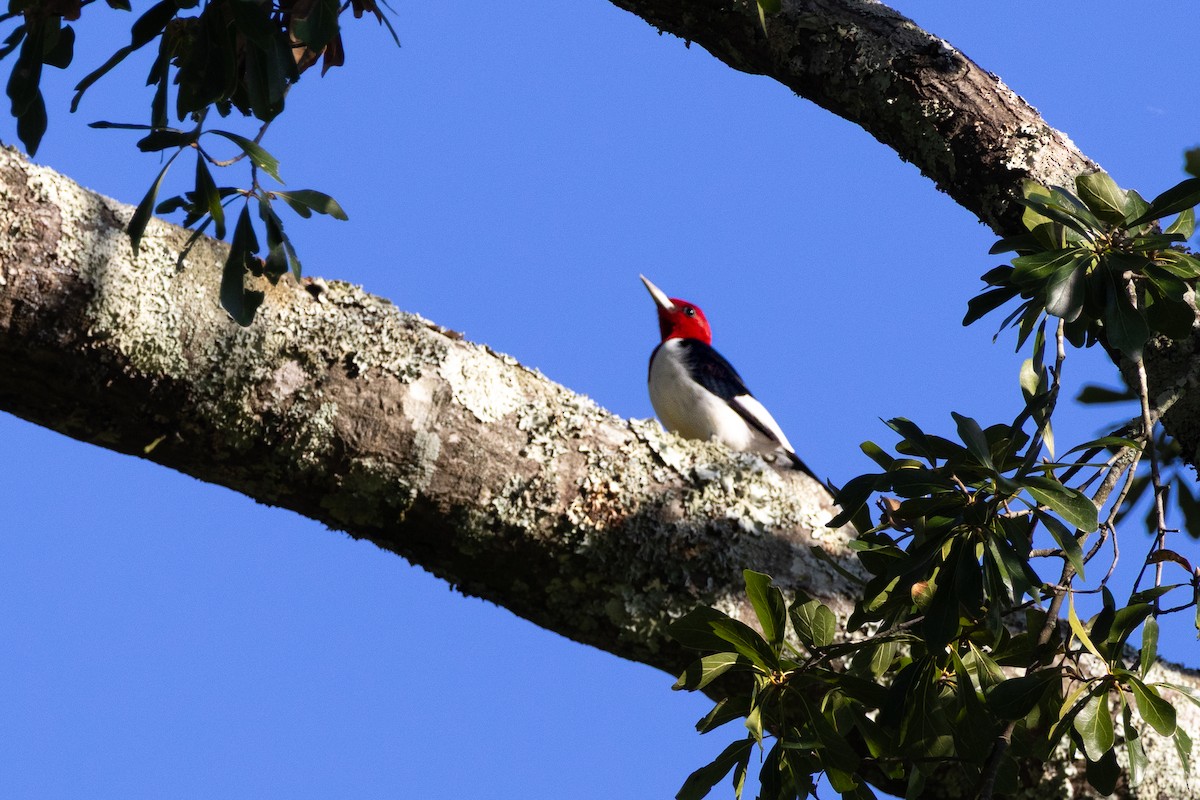 Red-headed Woodpecker - ML643306954