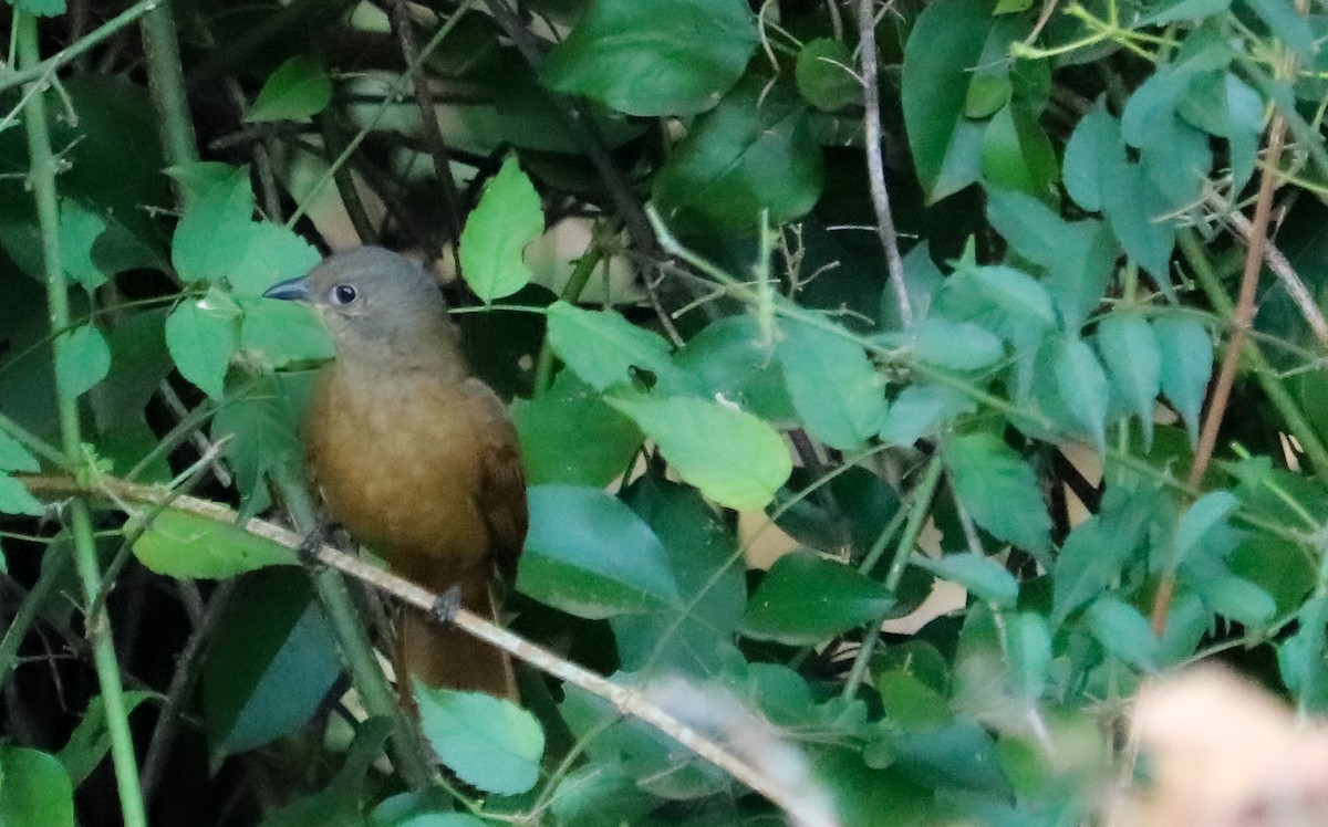 Ruby-crowned Tanager - ML643306963