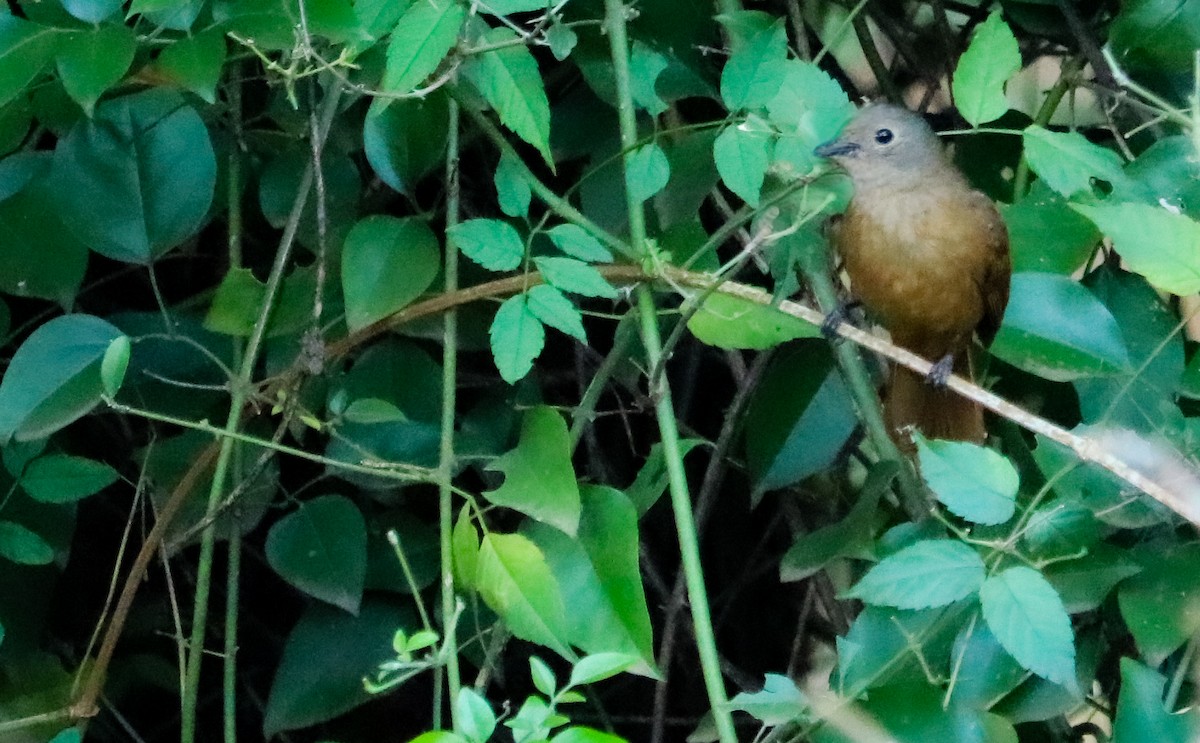 Ruby-crowned Tanager - ML643306964