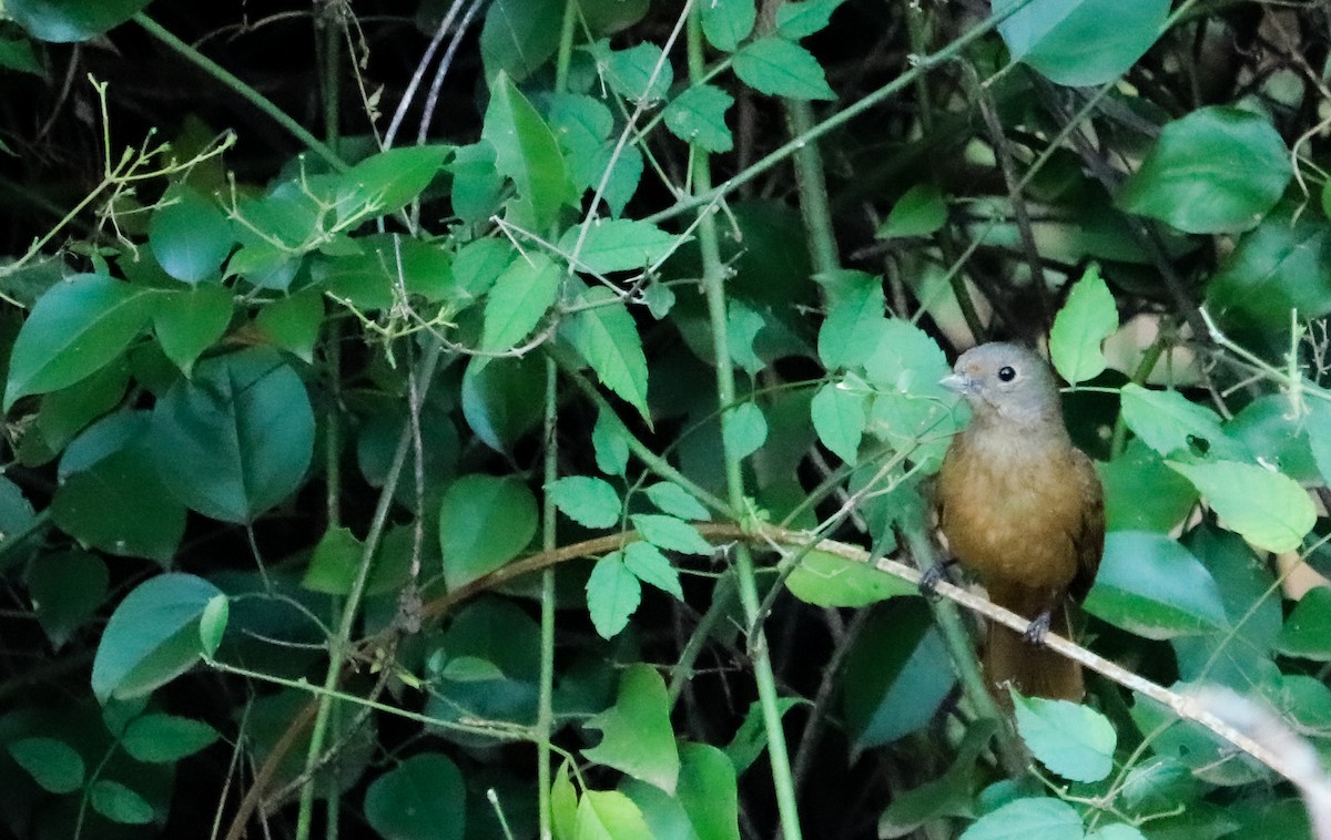 Ruby-crowned Tanager - ML643306965