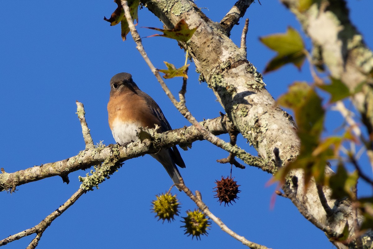 Eastern Bluebird - ML643306988