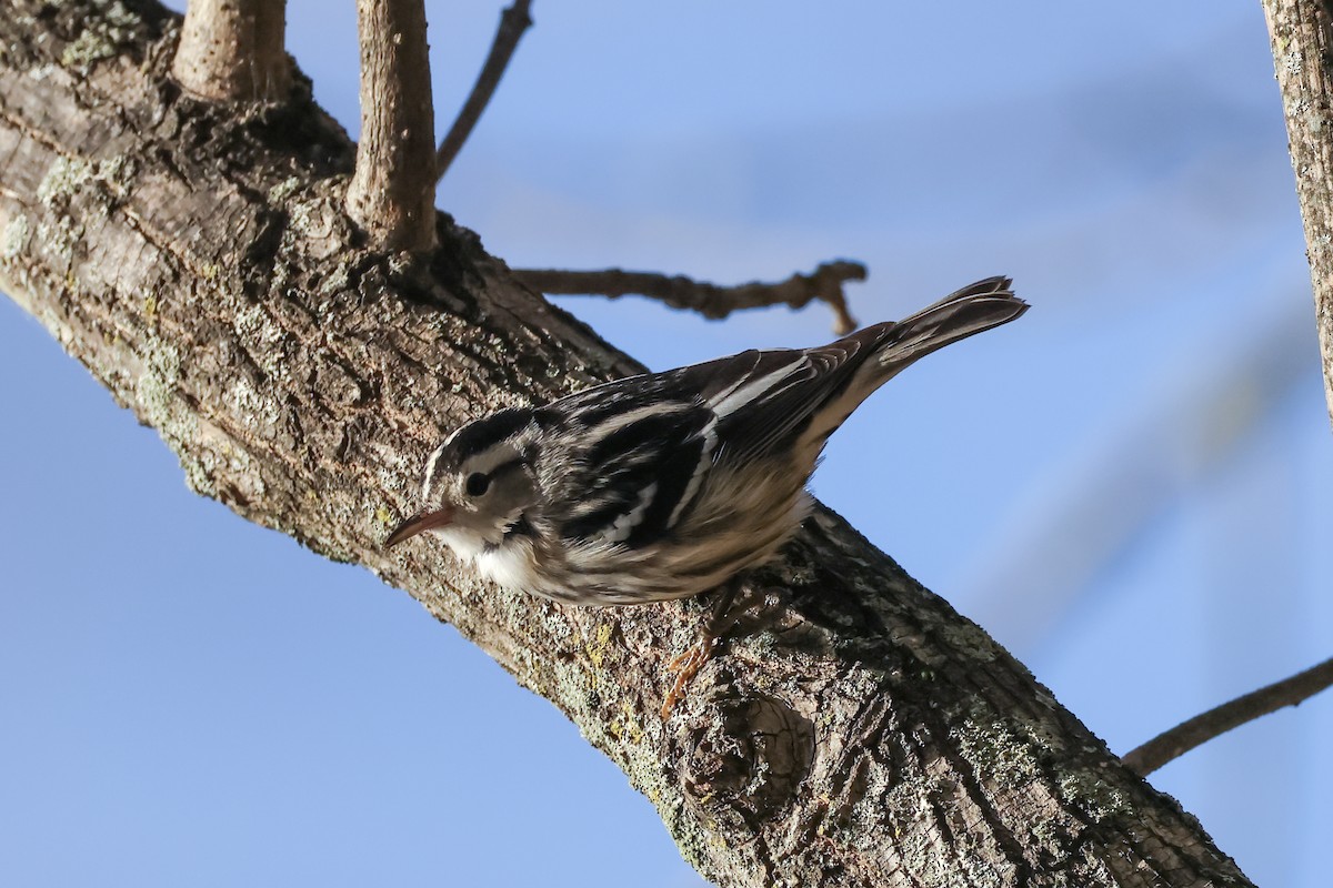 Black-and-white Warbler - ML643307010