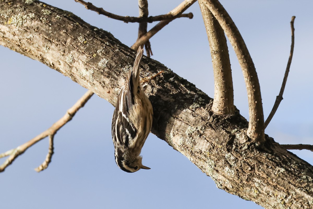 Black-and-white Warbler - ML643307011