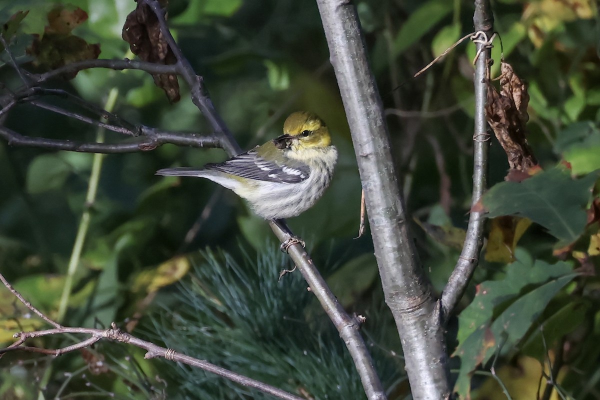 grønnparula - ML643307023