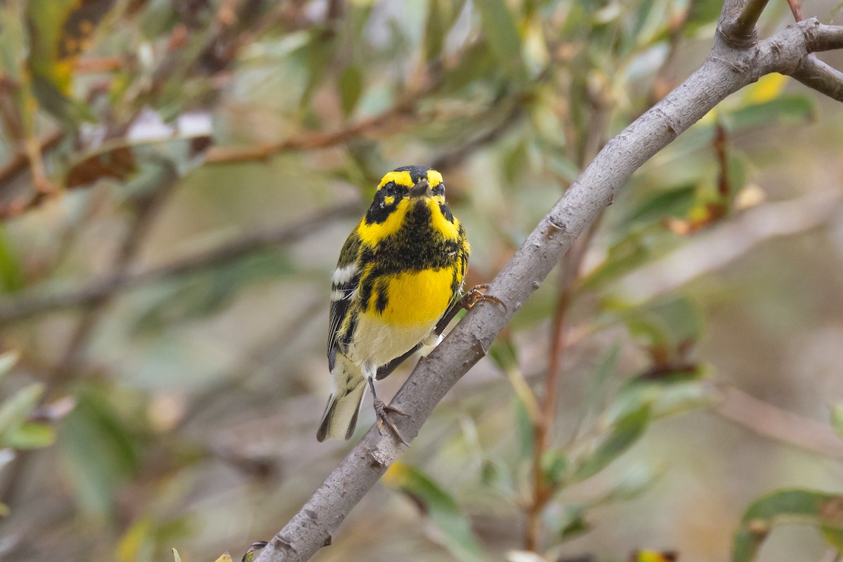 Townsend's Warbler - ML643307031