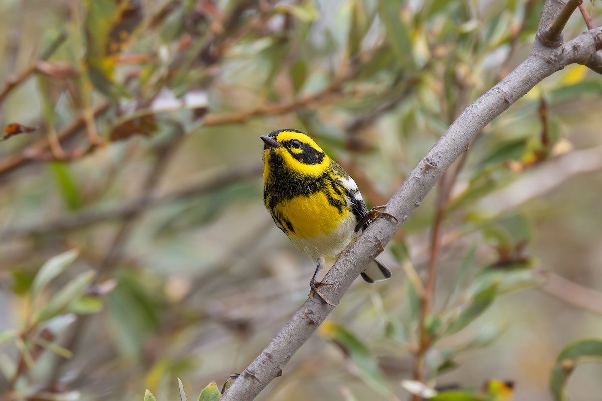 Townsend's Warbler - ML643307033