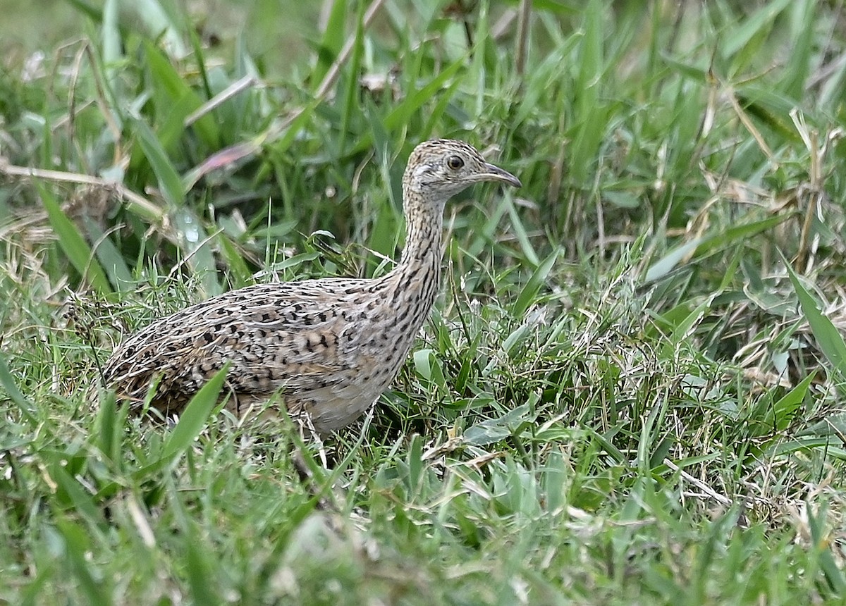 Spotted Nothura - ML643307042