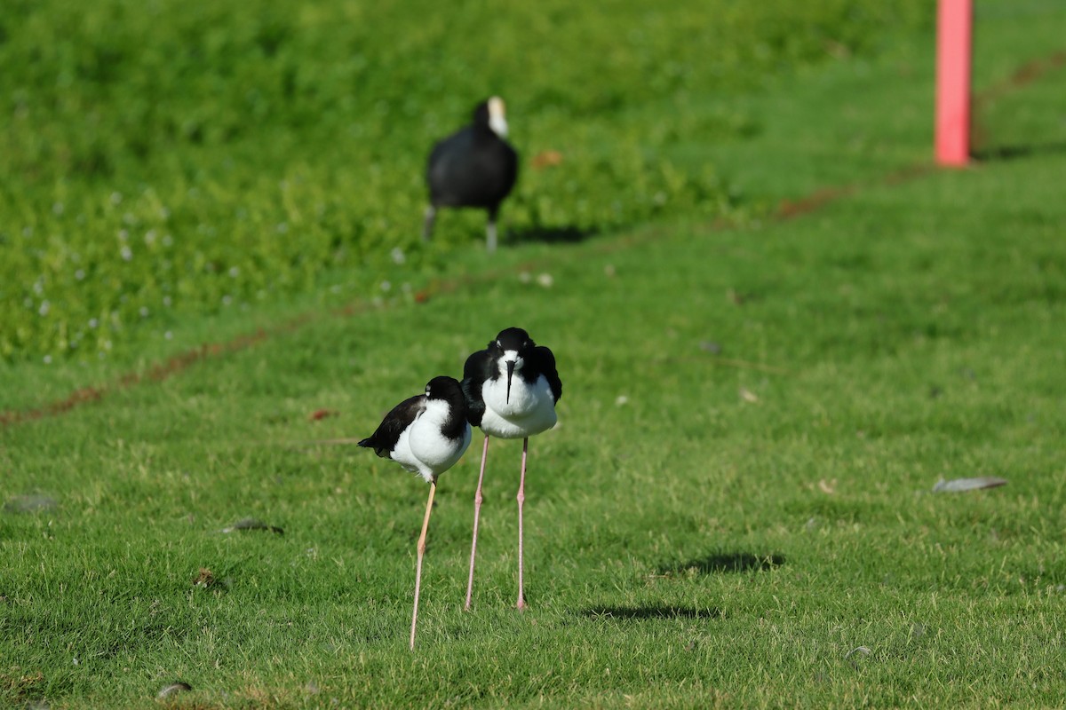 Black-necked Stilt - ML643307063