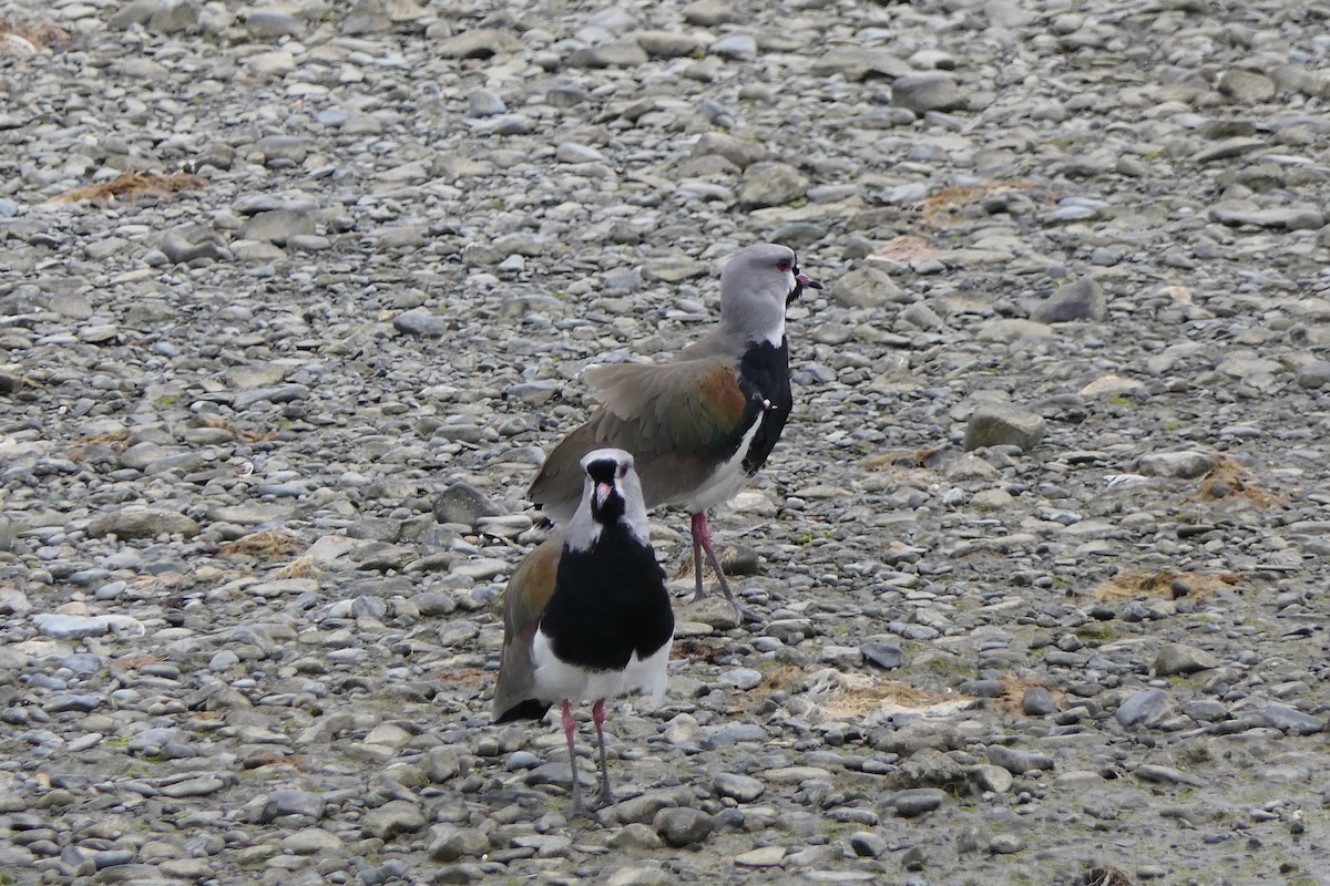 Southern Lapwing - ML643307079