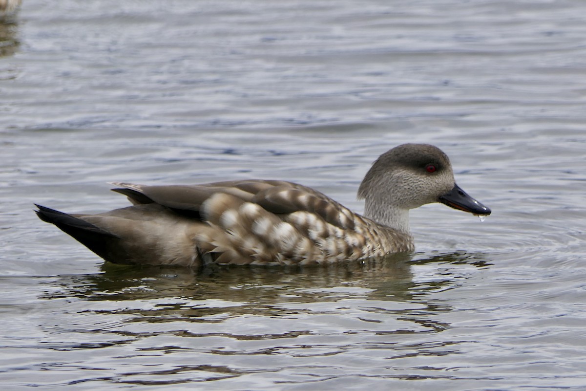 Crested Duck - ML643307089