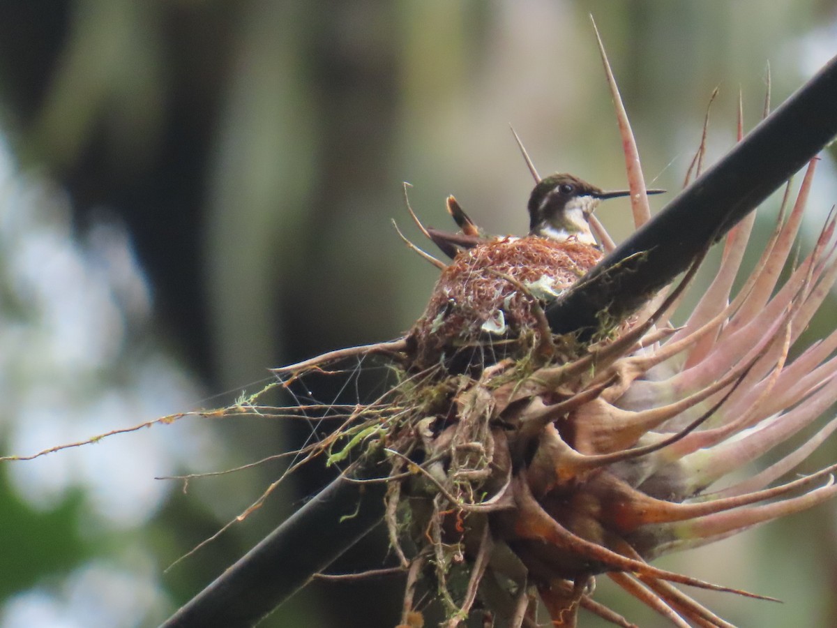 Purple-throated Woodstar - ML643307090