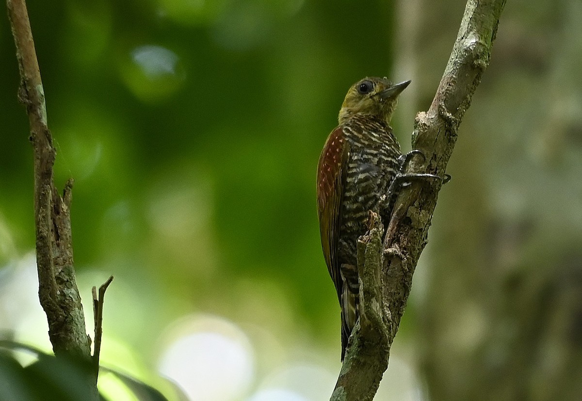 Red-stained Woodpecker - ML643307091