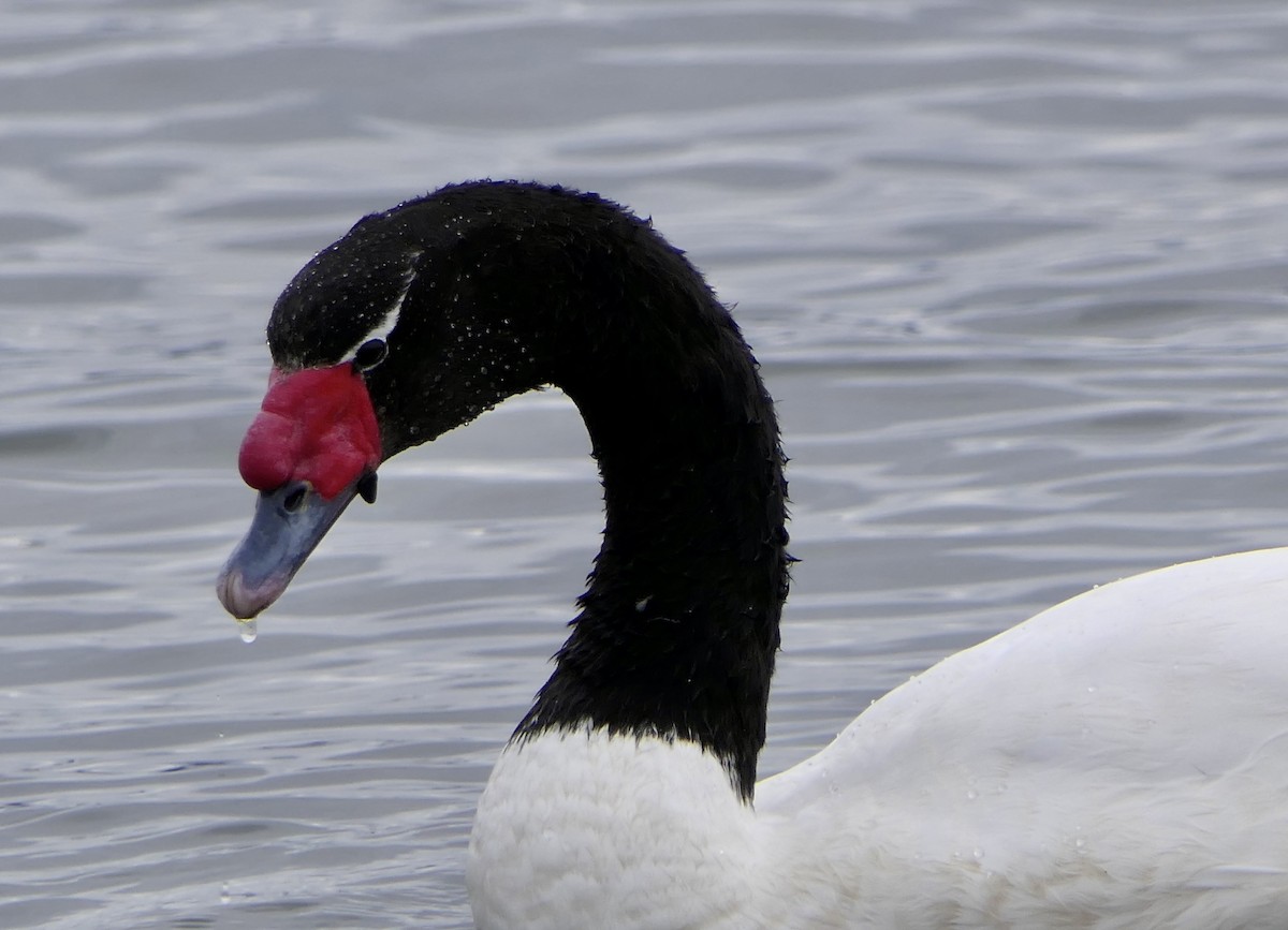 Black-necked Swan - ML643307094