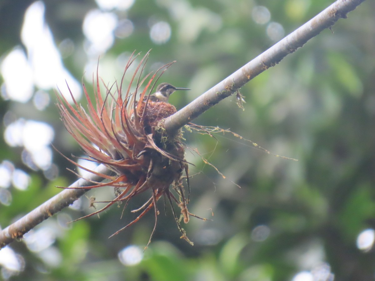 Purple-throated Woodstar - ML643307096