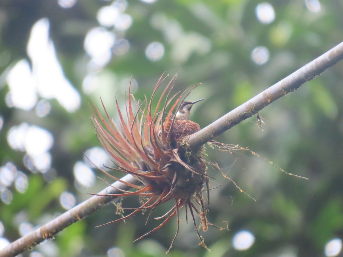 Purple-throated Woodstar - ML643307098