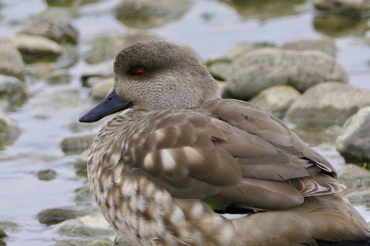 Crested Duck - ML643307109
