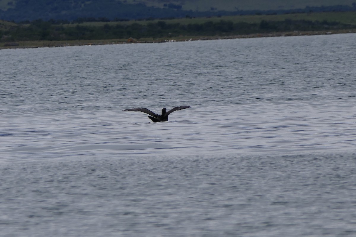 Northern Giant-Petrel - ML643307112