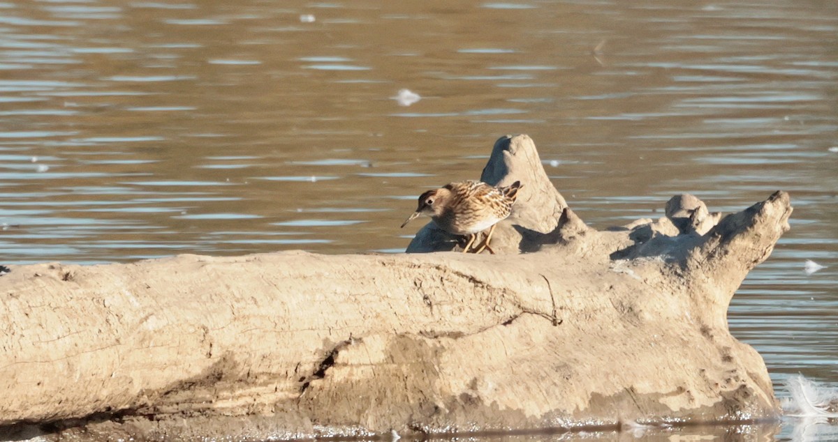 Txirria (Calidris) sp. - ML643307114