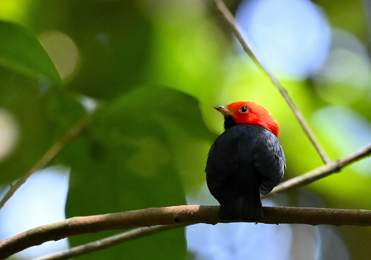 Red-headed Manakin - ML643307119