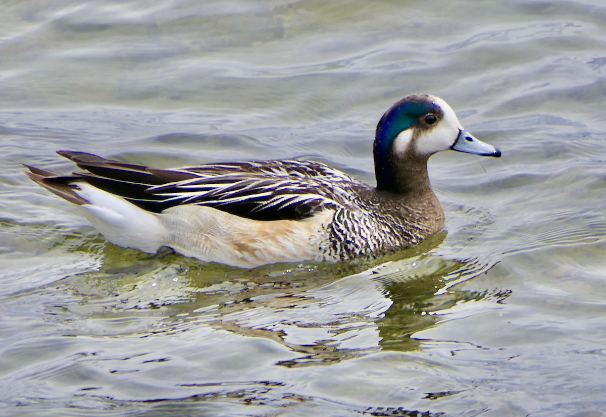 Chiloe Wigeon - ML643307120