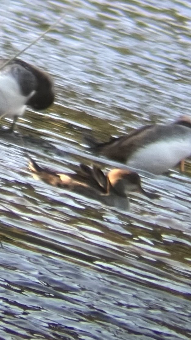 Hooded Merganser - ML643307121